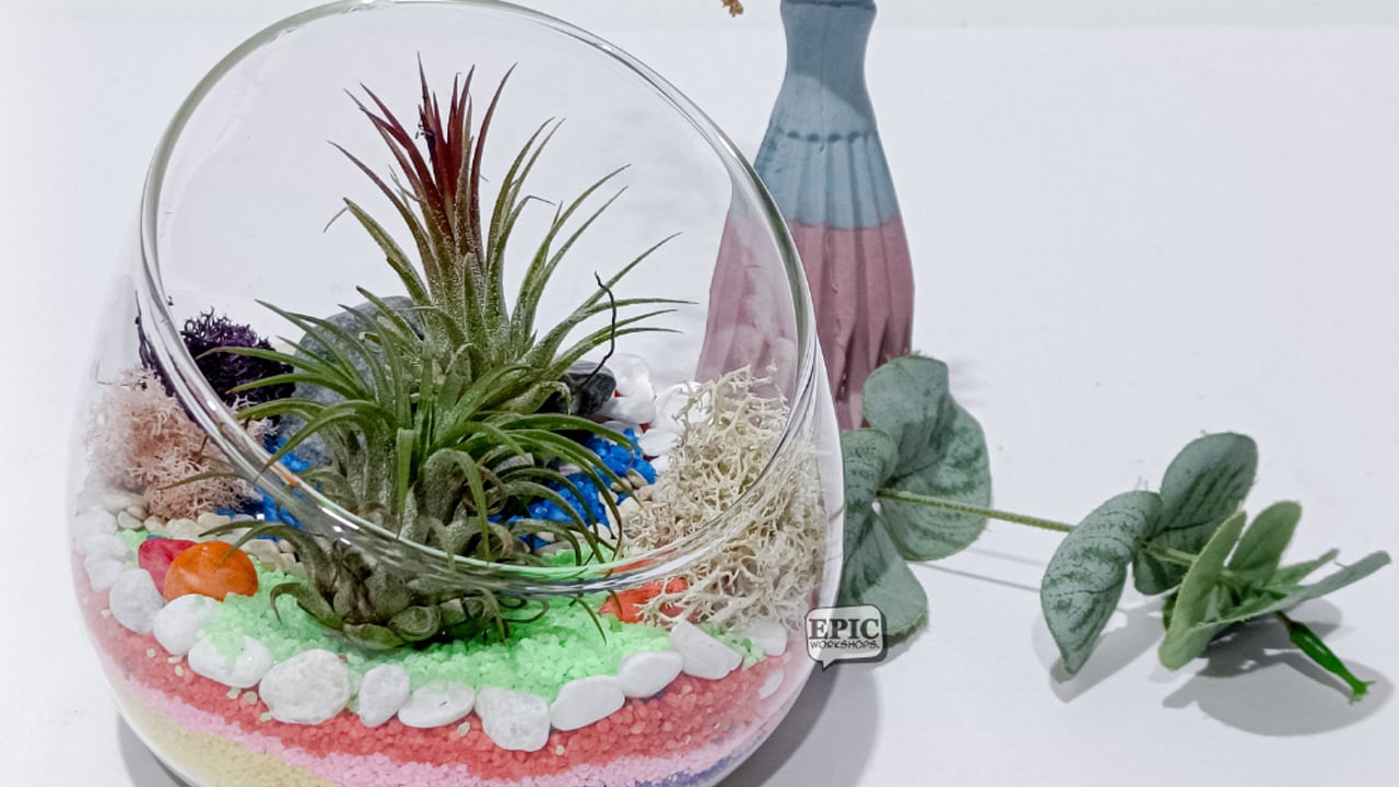 BYOP_EPIC_Terrarium_Air_Plant