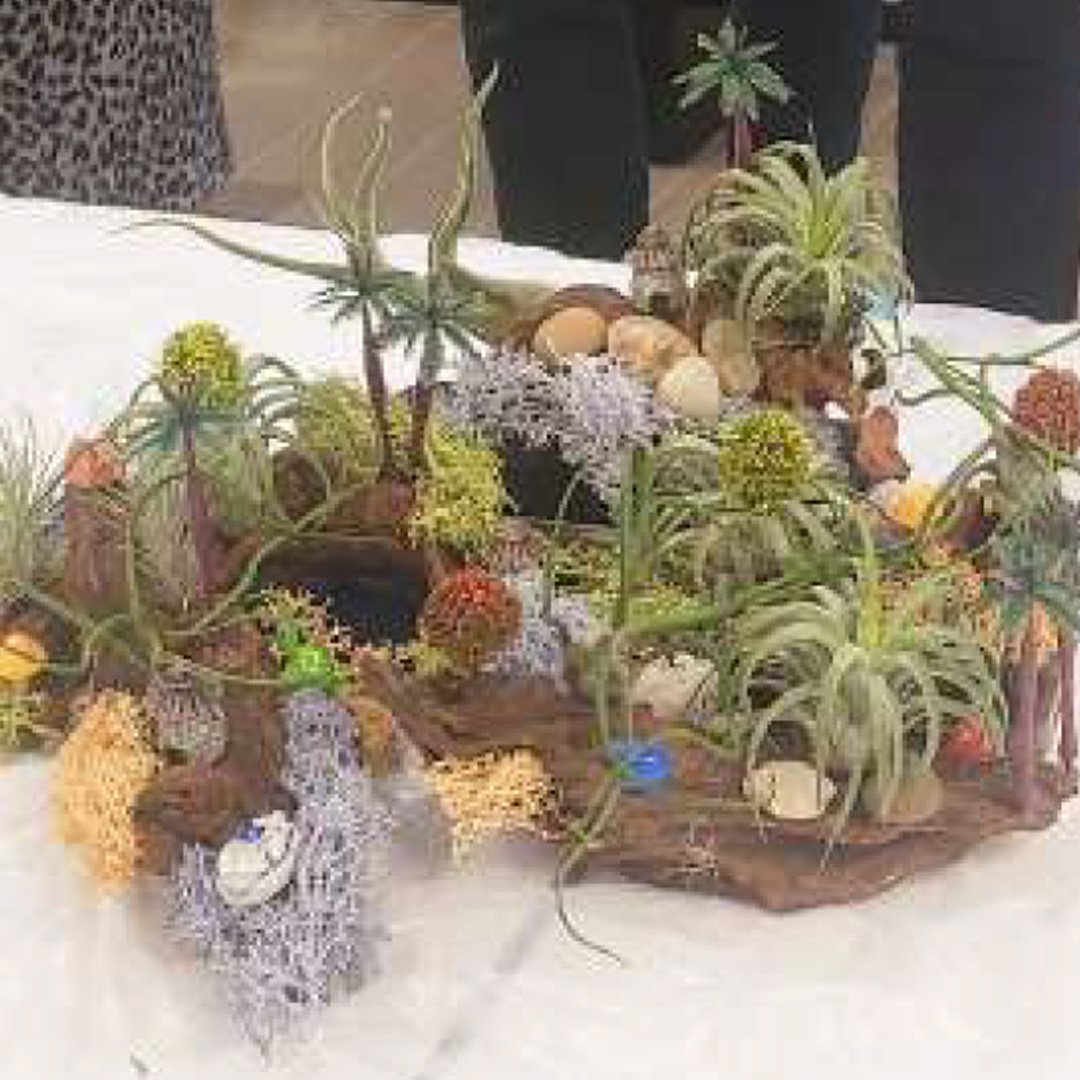 Offline_Workshop_Air_Plant