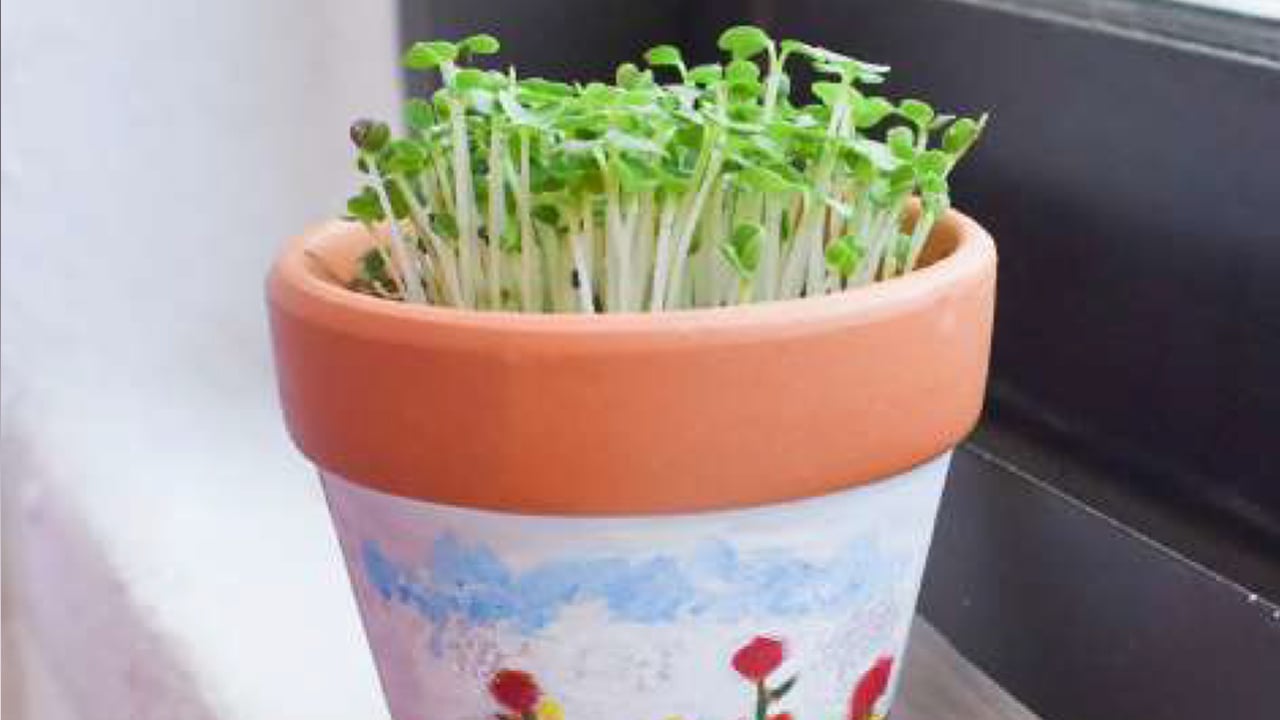 Offline_Workshop_Pot_Painting_Bak_Choy_Seeds